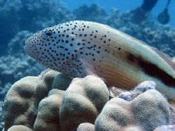Hawkfish posing for the camera. Maui, Hawaii. by Lisa Lappe 